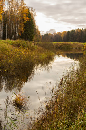 Nature of Leningrad region of Russia with the yellow leaves on the trees, falling leaves and reflections on the water surface.の写真素材