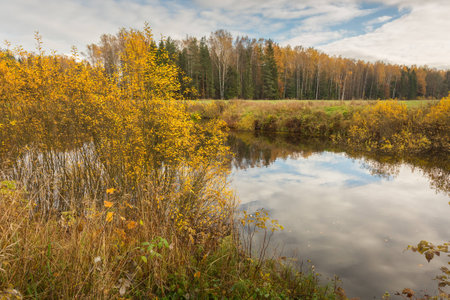 Nature of Leningrad region of Russia with the yellow leaves on the trees, falling leaves and reflections on the water surface.の写真素材