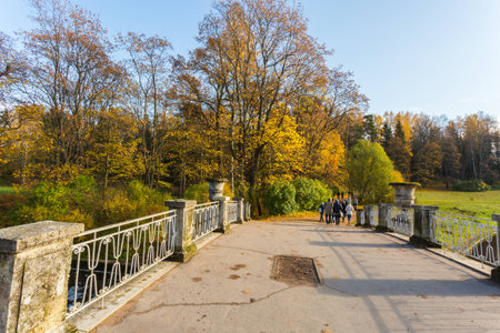 Nature of northwest of Russia with the yellow leaves on the trees and falling leaves.の写真素材
