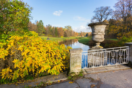 Nature of northwest of Russia with the yellow leaves on the trees and falling leaves.の写真素材