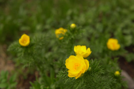 Blooming yellow flowers Adonis in spring forest in early spring, the background is blurred.の写真素材