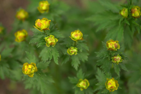 Globe flower is preparing to bloom, yellow buds begin to unfold, the background is blurred.