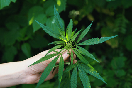The hand holds green young hemp with inflorescences. Wild non-cultivated marijuana with small leaves grows in the forest.の写真素材