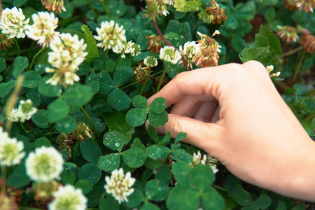 A female hand holds an amazing green four-leaf clover growing on a meadow with white flowers. Someone wants to keep the green symbol of good luck.の写真素材