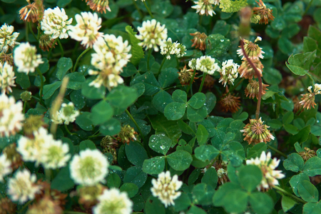 Drops of water on an amazing green four-leaf clover growing in a meadow of white flowers, a symbol of good luck.の写真素材