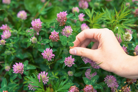 Female hand plucks amazing green four-leaf clover, growing in a meadow with pink flowers.の写真素材
