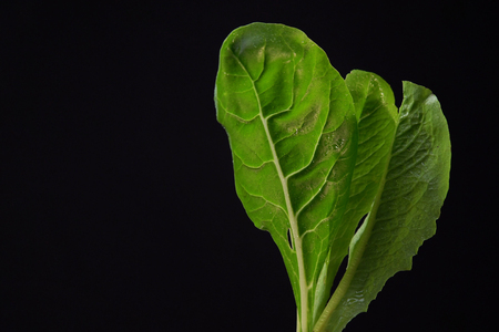 Young lettuce and green chard leaves with droplets of water on black background,space for text. Concept of healthy and proper nutrition.の写真素材