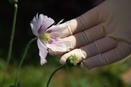 Female hand in white rubber glove holds poppy capsules, petals fall from immature fruit, close-up. Laboratory assistant checks plants.Cultivation and growing of plants containing narcotic substances.の写真素材