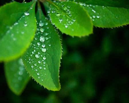 Close-up of barberry leaves with silver raindrops, place for text.