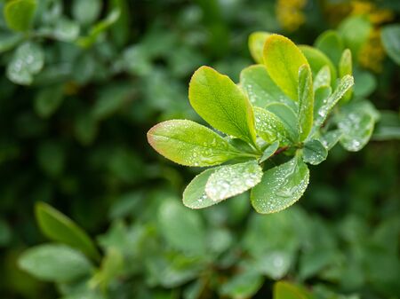 Raindrops cover the green leaves of the barberry, water drops adorn the young shoots of the shrub, selective focus.の写真素材