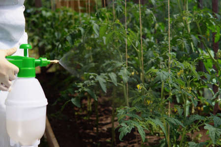 The sprayer covers the leaves of tomatoes with drops with complex preparation against pests and diseases in vegetable greenhouse, treatment or prevention of agricultural plantsの写真素材