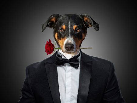 valentines Appenzeller Mountain dog in love holding a rose with mouth, in a suit looks, isolated on black backgroundの写真素材