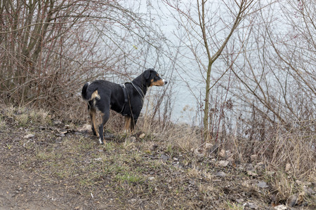 Appenzeller mountain dog standing on grassの写真素材