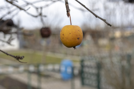 Plant diseases. Monilinia fructigena. Infected apples grow in the tree branch with typical signs of diseaseの写真素材