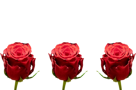 Isolated Beautiful Red Rose on White Background. Copy Spaceの写真素材
