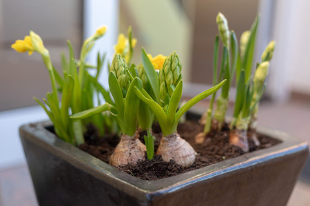 New plant growth - Tulips growing in a flower pot
