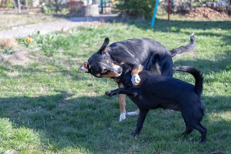 Appenzeller Mountain dog plays with a Labrador mix puppy outdoorsの写真素材