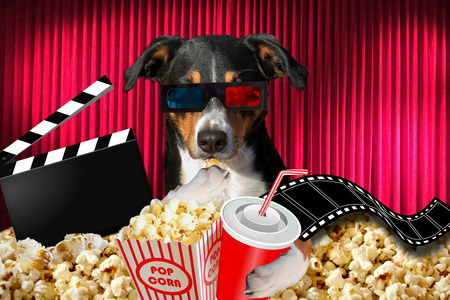 appenzeller dog watching a movie in a cinema theater, with soda and popcorn wearing 3d glassesの写真素材