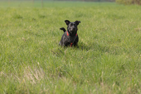 little black dog that pees in a meadowの写真素材