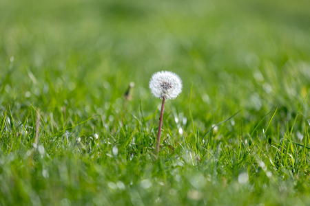 dandelion flower growing among spring grass, macro detail of dandelion, up close dandelionの写真素材