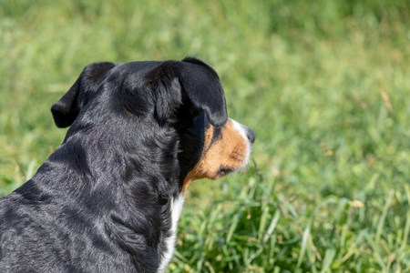 Appenzeller mountain dog sitting in the grass outdoorsの写真素材