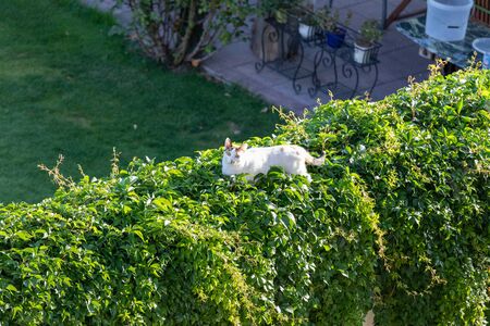 white kitten lying in the cloverの写真素材