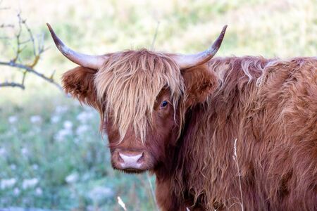 Animal or wildlife concept. View of the beautiful brown hairy Highland cattle cow standing in the grassの写真素材
