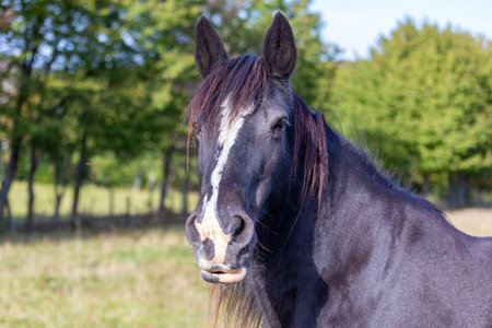 beautiful dark horse head portrait on the paddock