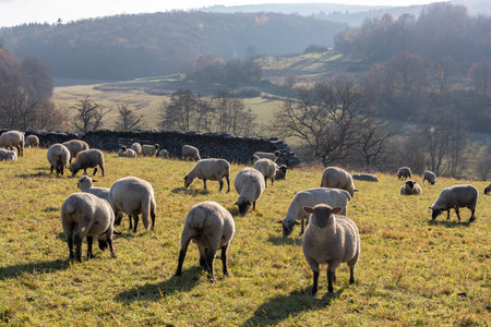 herd of sheeps in Germany - Taunusの写真素材