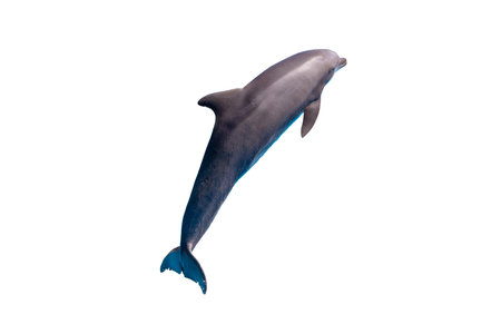 grey bottlenose dolphin isolated on white