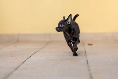 adorable tiny ChiPoo puppy outdoors , Chihuahua Poodle Mixの写真素材