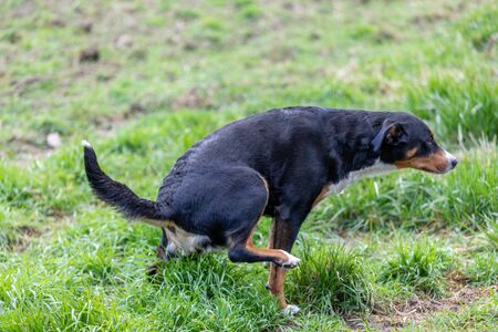 Appenzeller Mountain dog peeing in a park.の写真素材