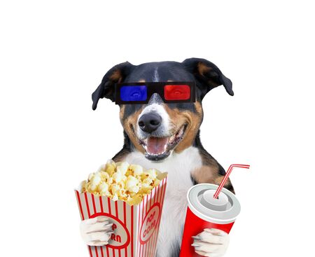 Funny dog with popcorn. isolated on white background.の写真素材