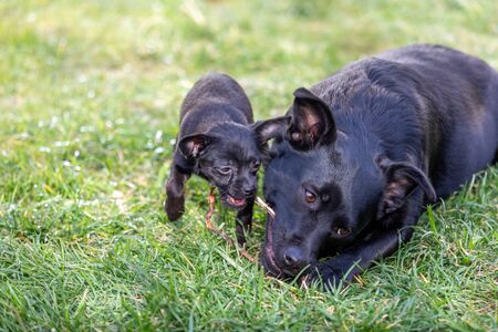 Two cute black dogÂ´s chewing a stickの写真素材