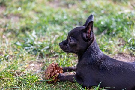 Chipoo puppy chews on a pine coneの写真素材