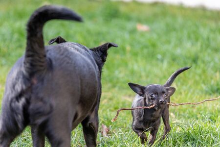 Two cute black dogÂ´s chewing a stickの写真素材