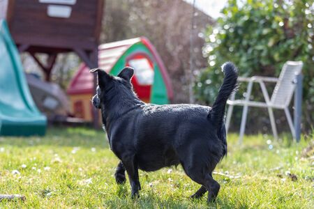 Black mix dog standing in the field. Shot from behind.の写真素材