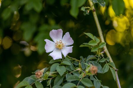 Fresh white and pink apple tree flowers blossom on green leaves background in the garden in springの写真素材