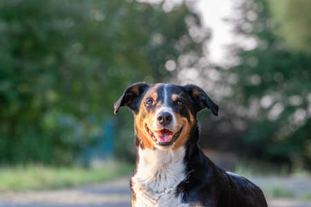 Portrait of appenzeller sennenhund, dog in autumnの写真素材