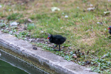 Meerkat or Suricate (Suricata suricatta)の写真素材