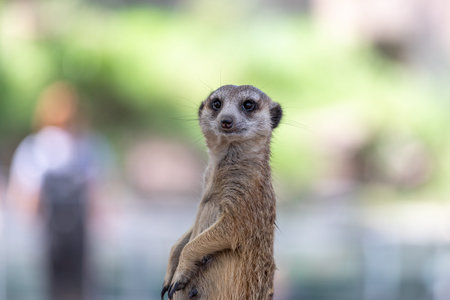 Meerkat or Suricate (Suricata suricatta)