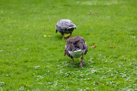 Meerkat or Suricate (Suricata suricatta)の写真素材