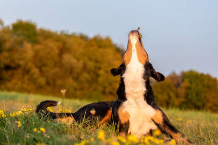 Appenzeller Sennenhund catching a treat with a wide open mouthの写真素材