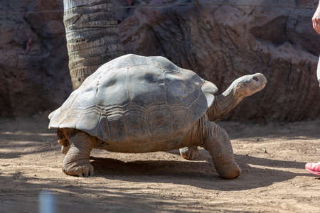 Galapagos tortoise crawling forward in the groundの写真素材