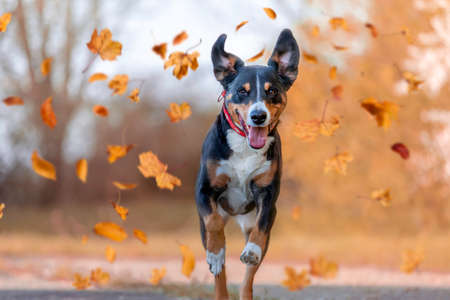 Dog, Appenzellen Sennenhund jumping in autumn leaves over a meadowの写真素材