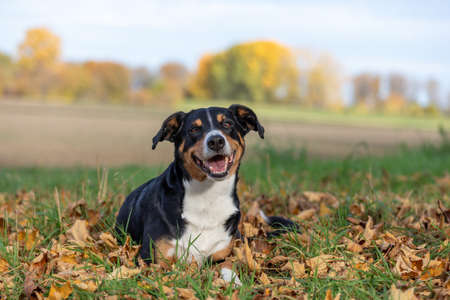 Dog sitting on the fallen leaves in a parkの写真素材