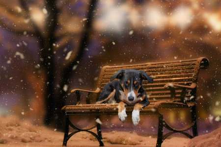 Dog on the bench in winter, appenzeller mountain dogの写真素材