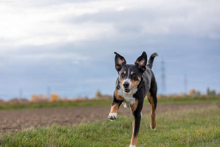 appenzeller dog running very fast through the countrysideの写真素材