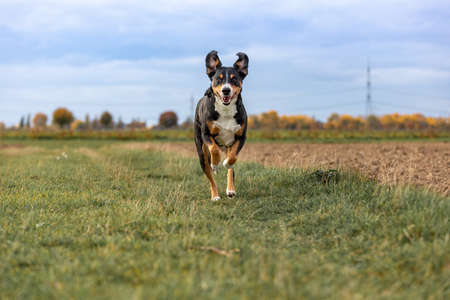 appenzeller dog running very fast through the countrysideの写真素材