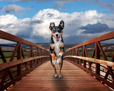Dog running on a wood bridge, Appenzeller Sennenhund.の写真素材